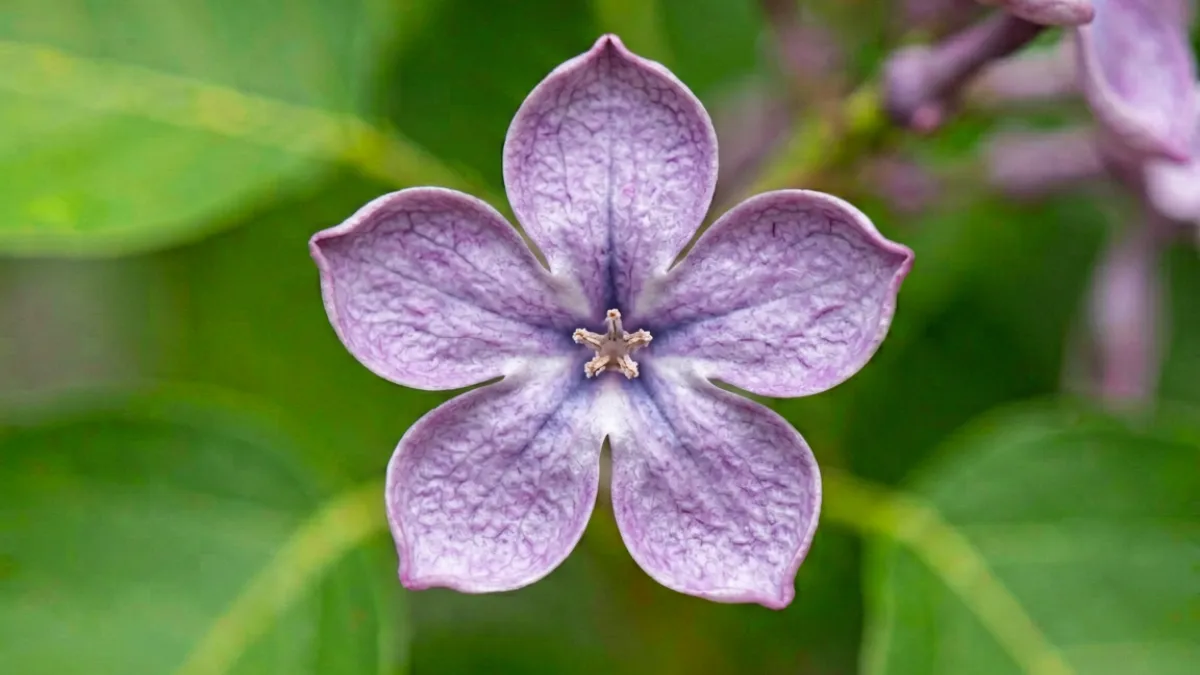 丁香花花序的近距离微距拍摄，展示四瓣小花的细腻结构以及花蕊排列，科普风格构图