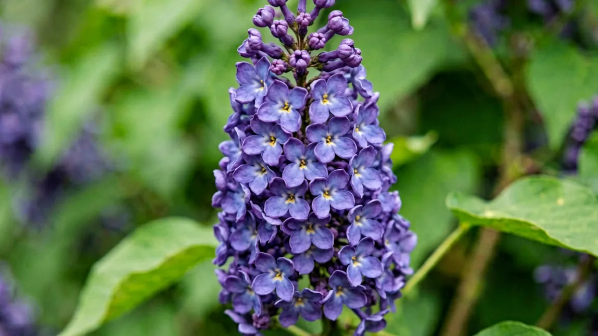 紫丁香花穗特写，细密的小花聚合成圆锥形花序，颜色深紫，花瓣边缘略带蓝调