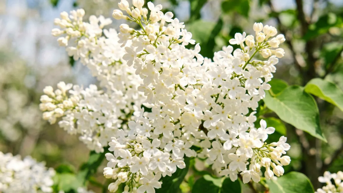 五月丁香花 - 白丁香花序在阳光下泛出柔和的奶白色光泽，叶片翠绿，与白花形成清新对比