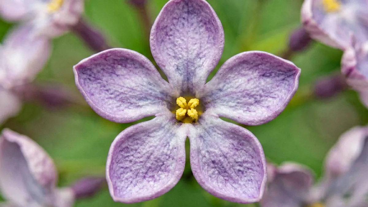 近距离拍摄五月丁香花单朵小花的四瓣结构，花蕊清晰可见，紫色深浅层次分明